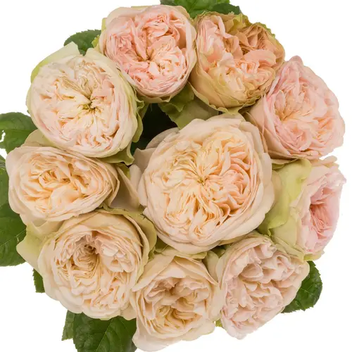 Rose lachs/hell grün Springfield Park gefüllt 60cm