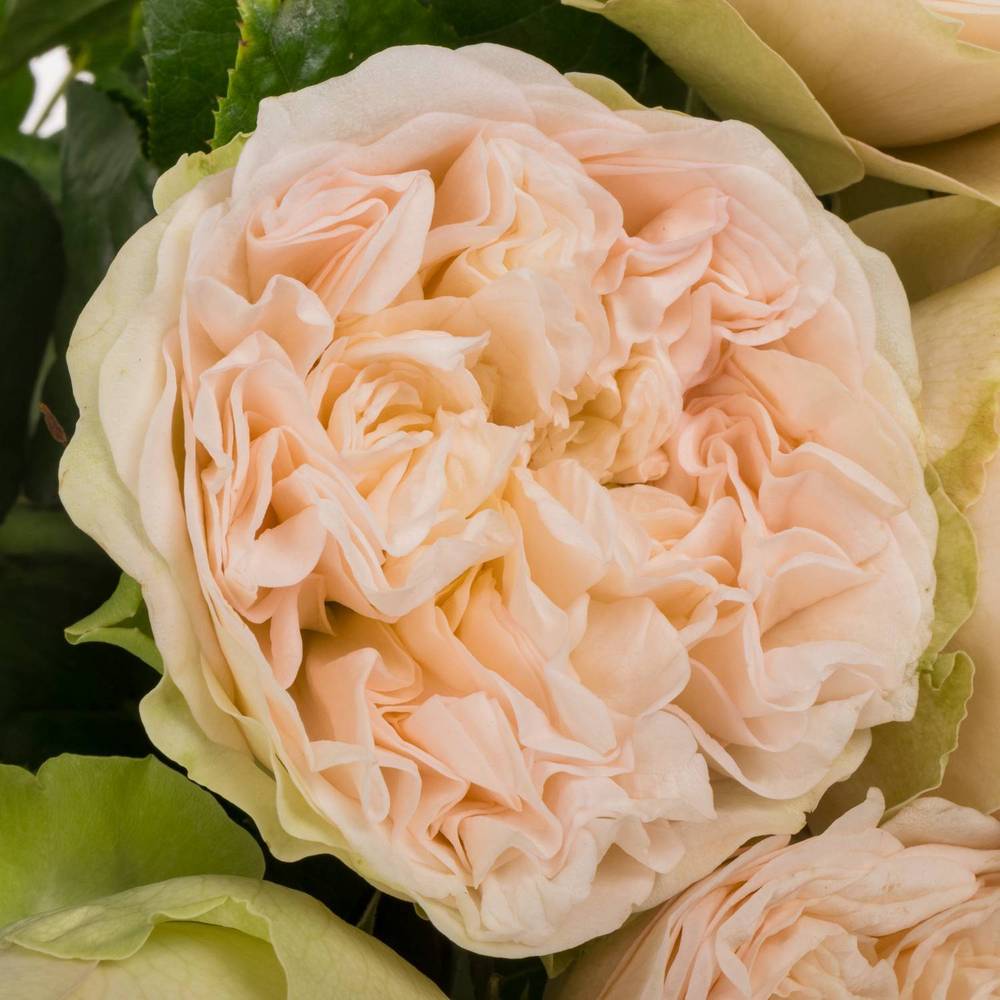 Rose lachs/hell grün Springfield Park gefüllt 60cm