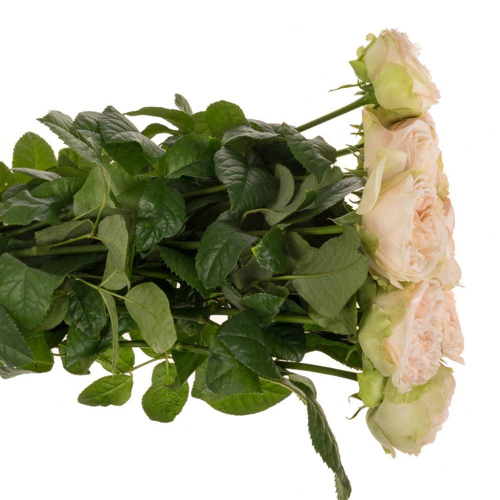 Rose lachs/hell grün Springfield Park gefüllt 60cm