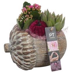 Kal.Arr PTHI5494 Herbst T17 H019