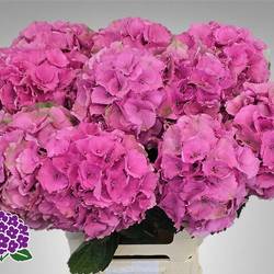 Hortensie rosa Palace classic Bol 19cm 60cm