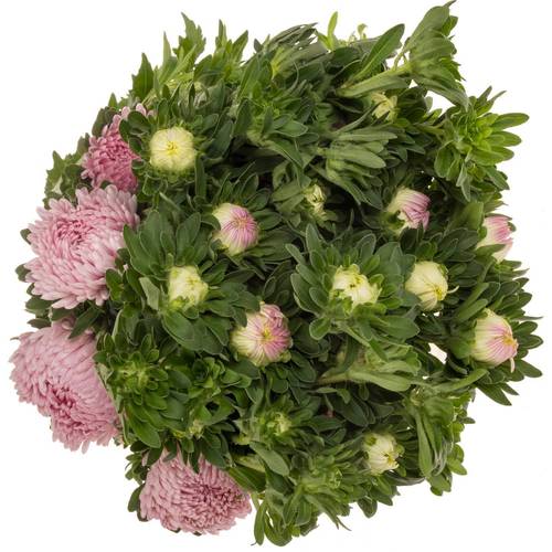 Aster verzweigt rosa Light Pink 75cm