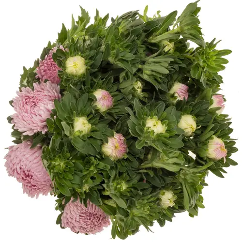 Aster verzweigt rosa Light Pink 75cm