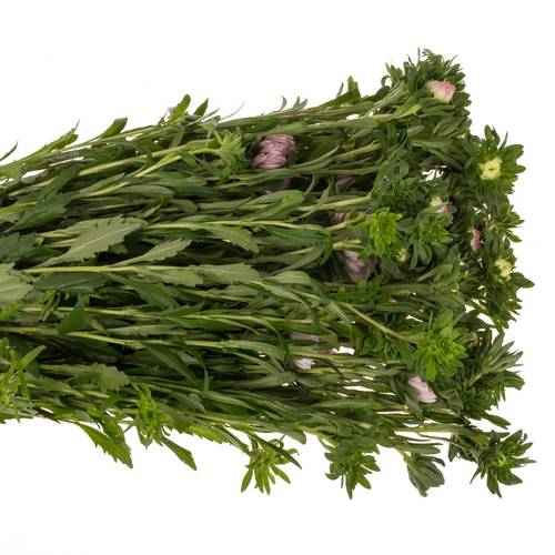 Aster verzweigt rosa Light Pink 75cm