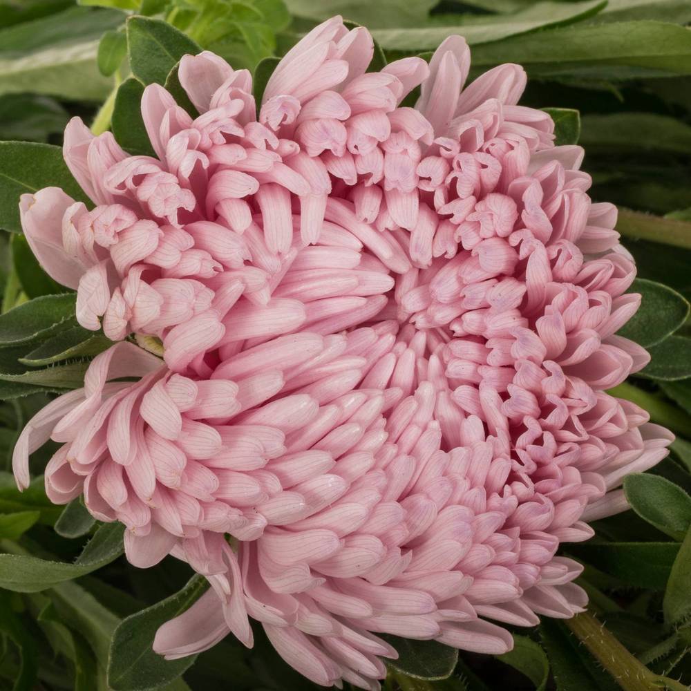 Aster verzweigt rosa Light Pink 75cm