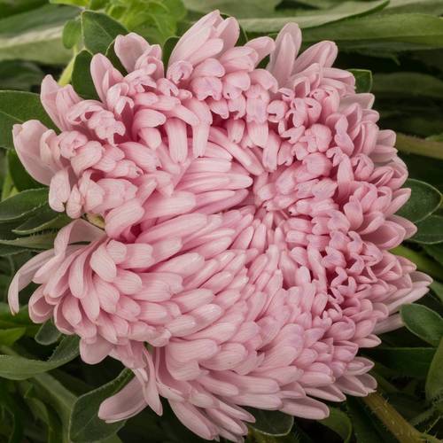 Aster verzweigt rosa Light Pink 75cm