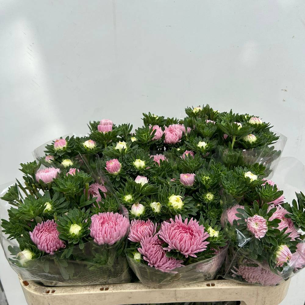 Aster verzweigt rosa Light Pink 75cm