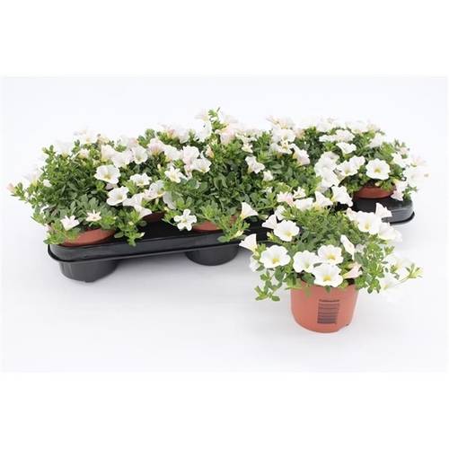 Calibrachoa weiss 10 T10,5 H015