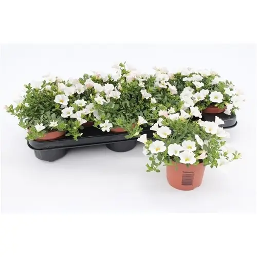 Calibrachoa weiss 10 T10,5 H015
