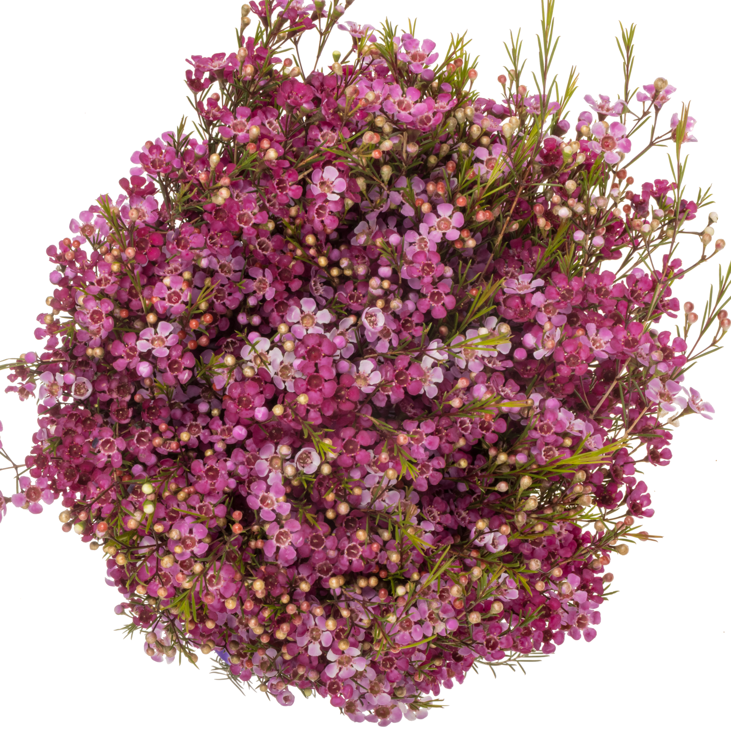 Wachsflower fuchsia Sexy Mysterious 70 Gramm 80cm