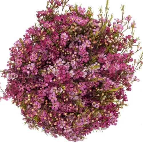 Wachsflower fuchsia Sexy Mysterious 70 Gramm 80cm