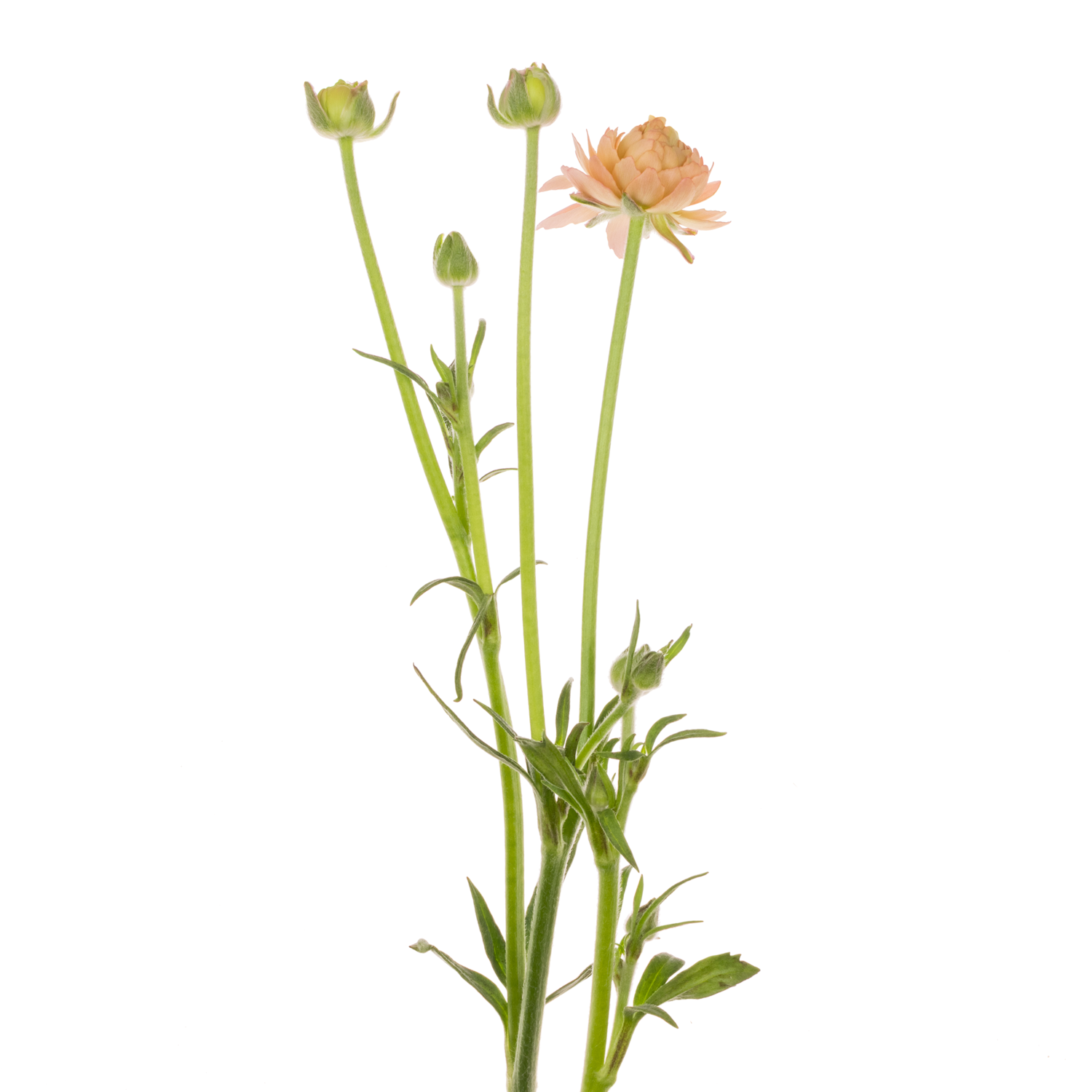 Ranunkel apricot / lachs Natura Moderna Riviera 60cm