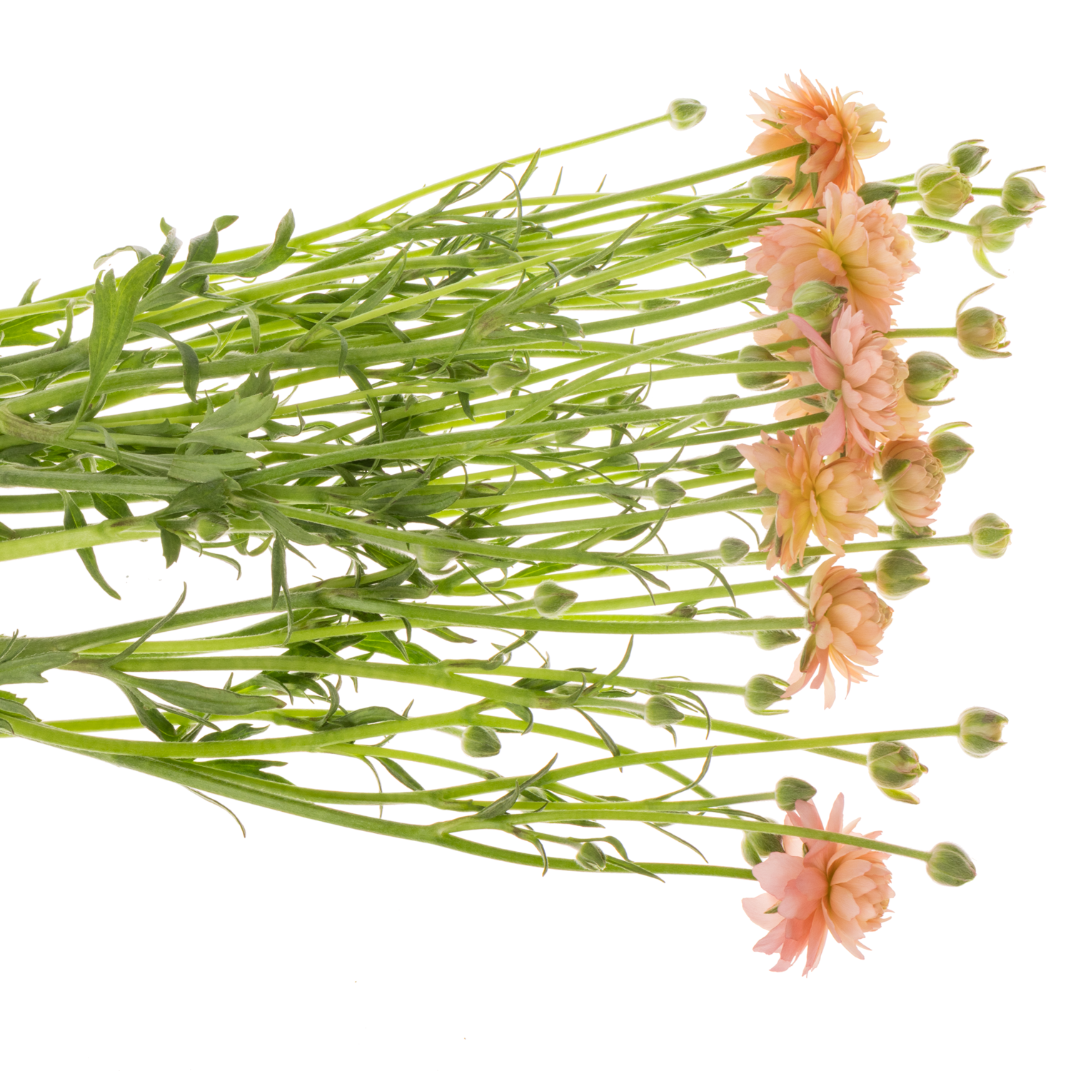 Ranunkel apricot / lachs Natura Moderna Riviera 60cm