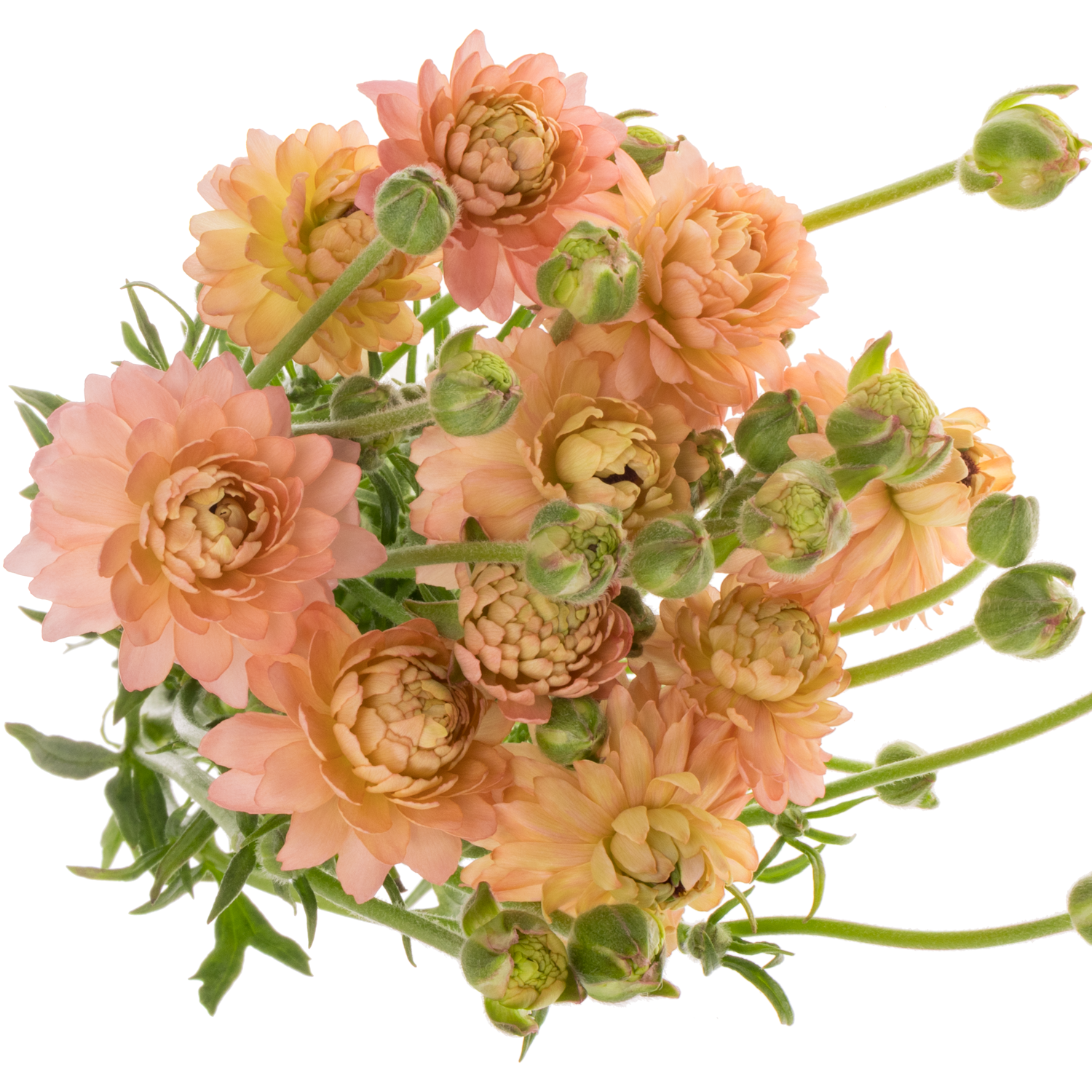 Ranunkel apricot / lachs Natura Moderna Riviera 60cm