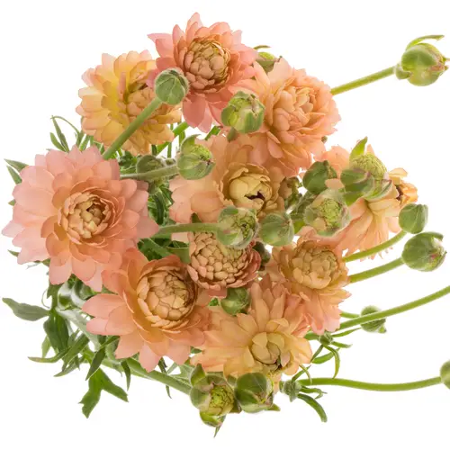 Ranunkel apricot / lachs Natura Moderna Riviera 60cm