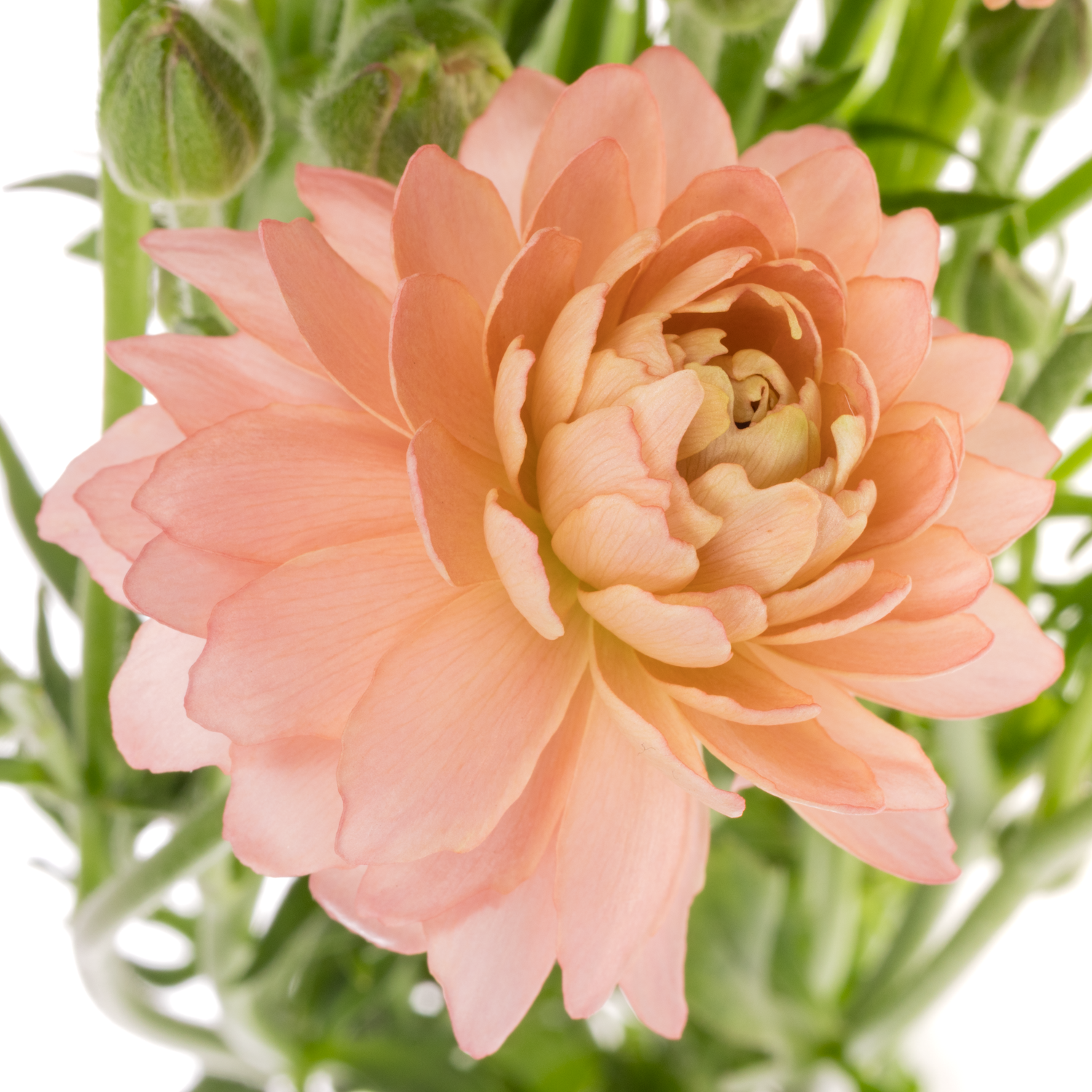 Ranunkel apricot / lachs Natura Moderna Riviera 60cm