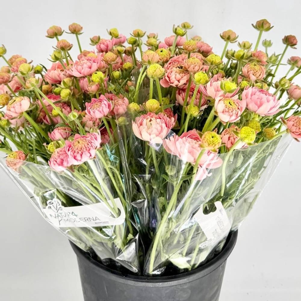 Ranunkel apricot / lachs Natura Moderna Riviera 60cm