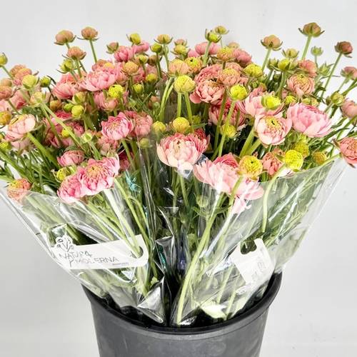 Ranunkel apricot / lachs Natura Moderna Riviera 60cm