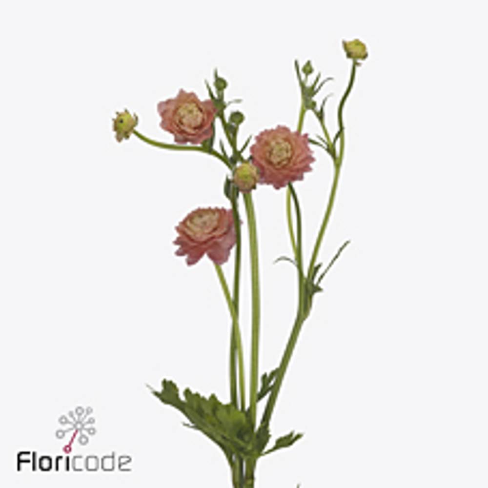 Ranunkel apricot / lachs Natura Moderna Riviera 60cm