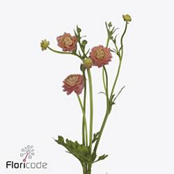 Ranunkel apricot / lachs Natura Moderna Riviera 60cm