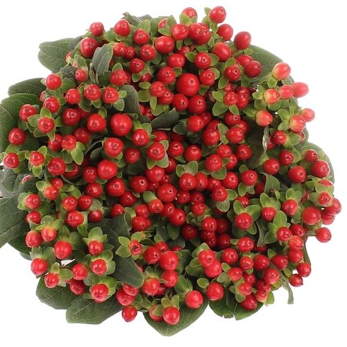 Hypericum orange/rot Tomato Flair 60cm