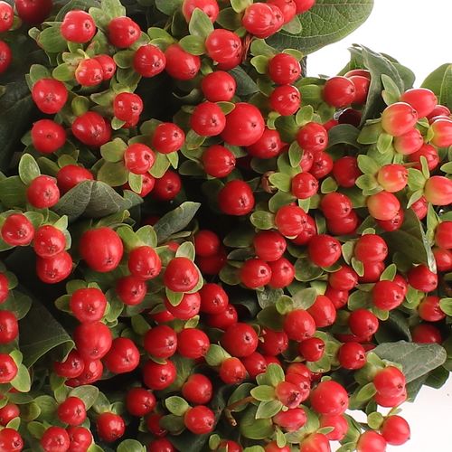 Hypericum orange/rot Tomato Flair 60cm