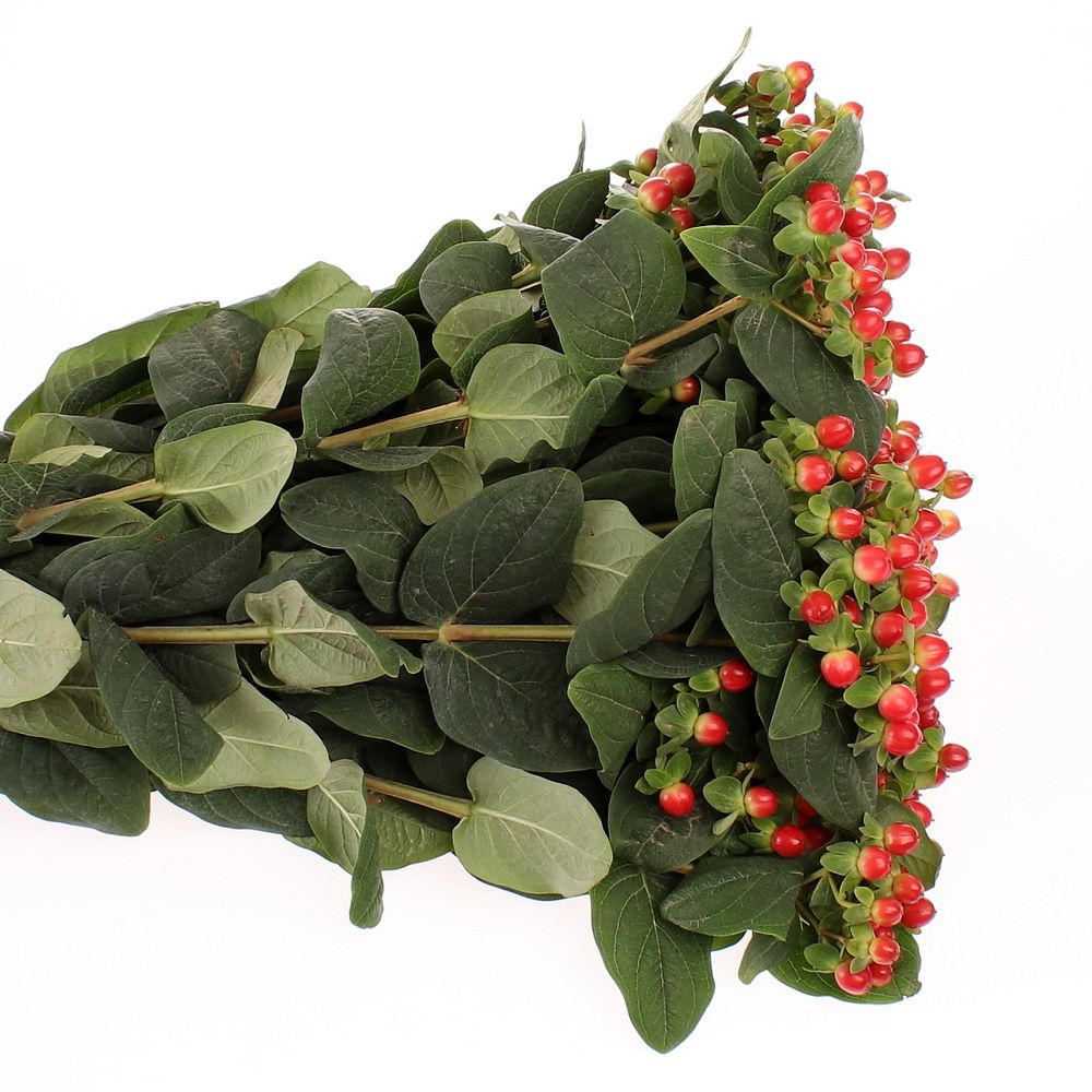 Hypericum orange/rot Tomato Flair 60cm