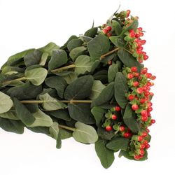 Hypericum orange/rot Tomato Flair 60cm