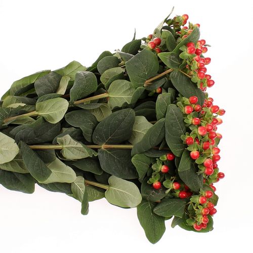 Hypericum orange/rot Tomato Flair 60cm