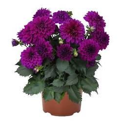 Dahlia dunkel lila T17 H040