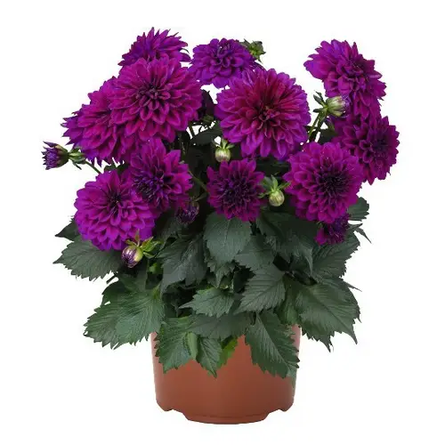 Dahlia lila T17 H040