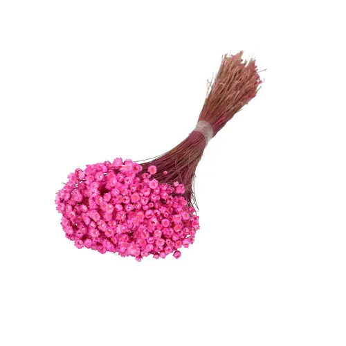 Trocken Glixia fuchsia L50cm