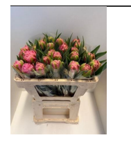 Franz.rosa doppel Strawberry 65 Gramm 50cm