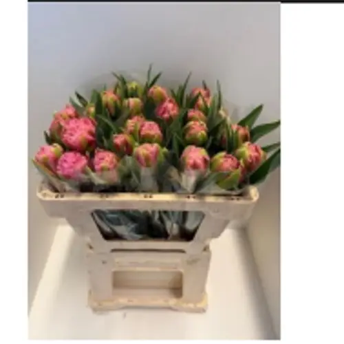 Franz.rosa doppel Strawberry 65 Gramm 50cm