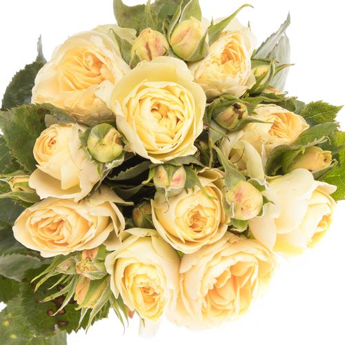 Rose creme Freiland Champ. Rokoko 40cm 3+Bl.
