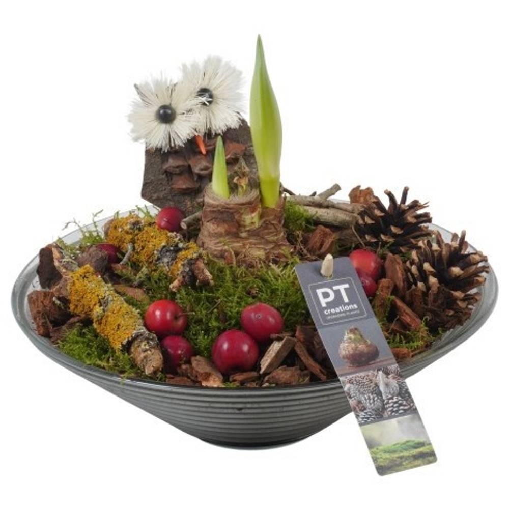 Amaryl.Arr PTAA7588 rote Bl. T26 H023