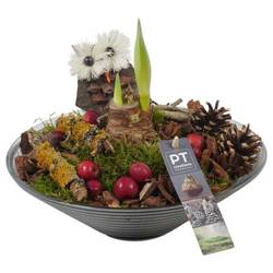 Amaryl.Arr PTAA7588 rote Bl. T26 H023