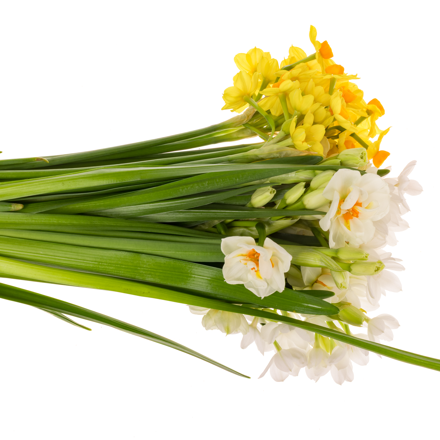 Narzisse mix multi 45cm