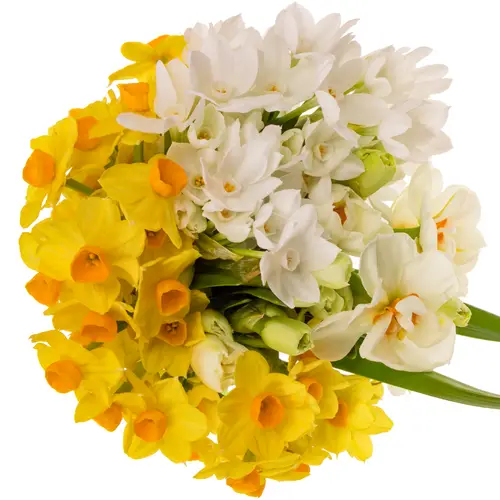 Narzisse mix multi 45cm