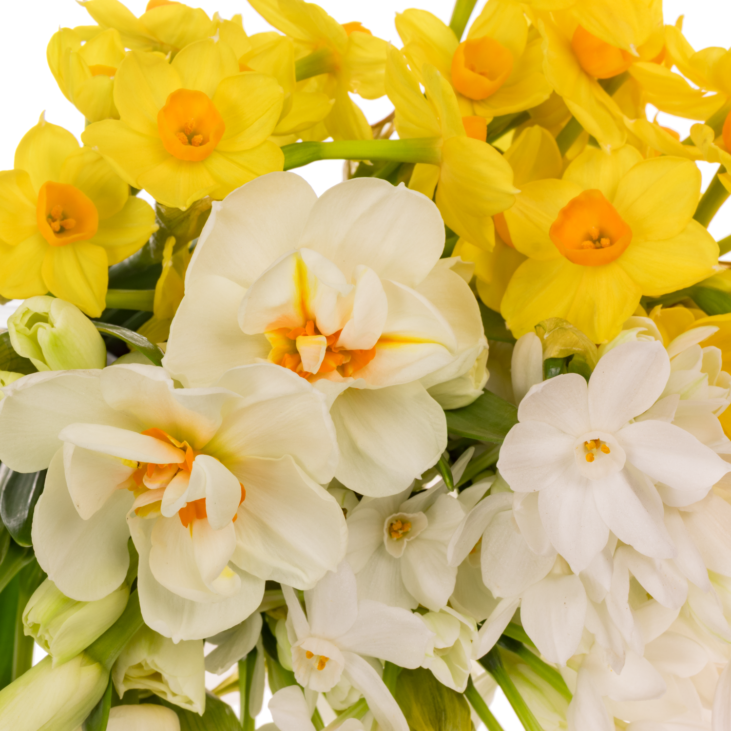 Narzisse mix multi 45cm