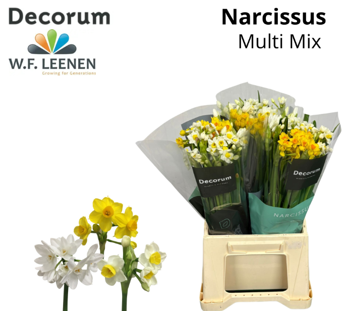 Narzisse mix multi 45cm