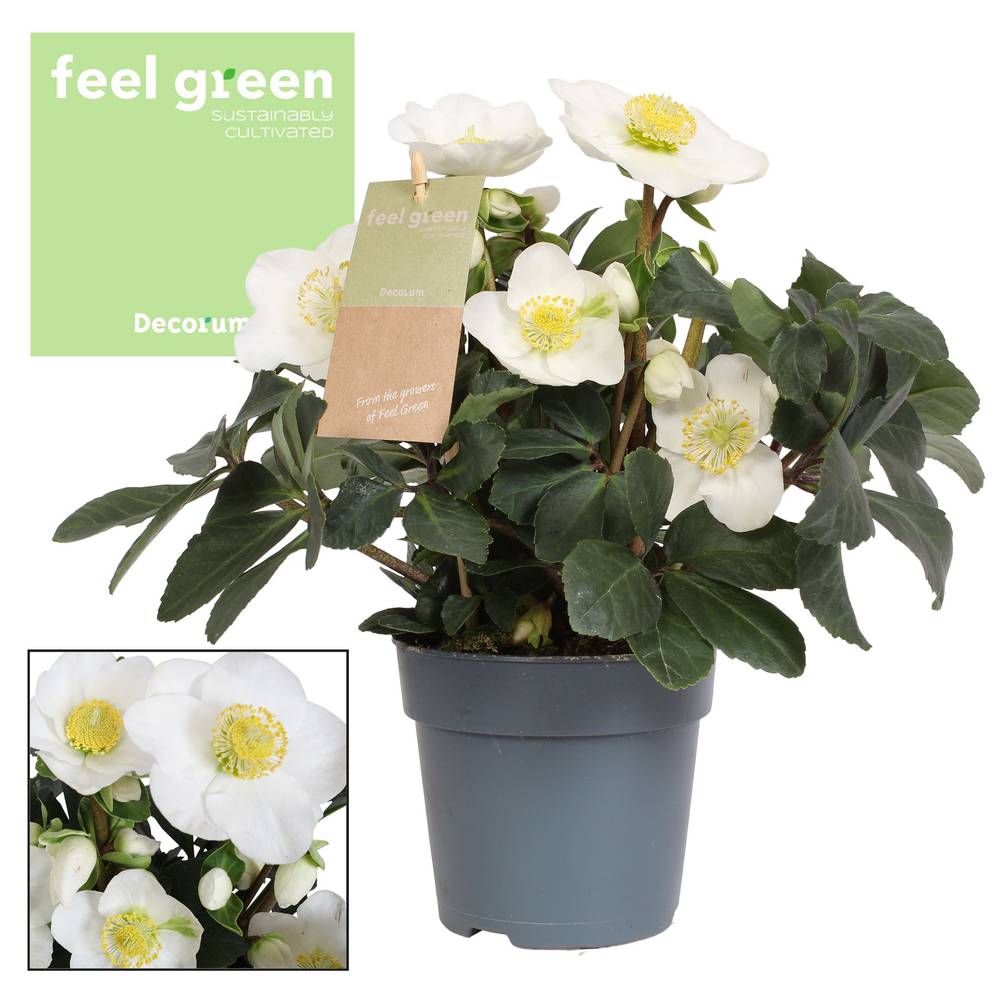 Helleb.Christmas Carol weiss T09 H015