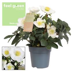 Helleb.Christmas Carol weiss T09 H015