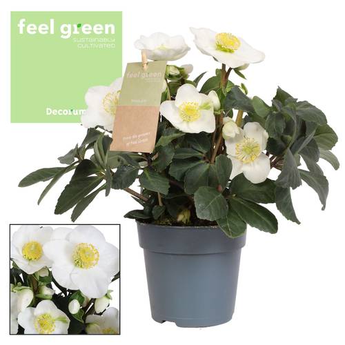 Helleb.Christmas Carol weiss T09 H015