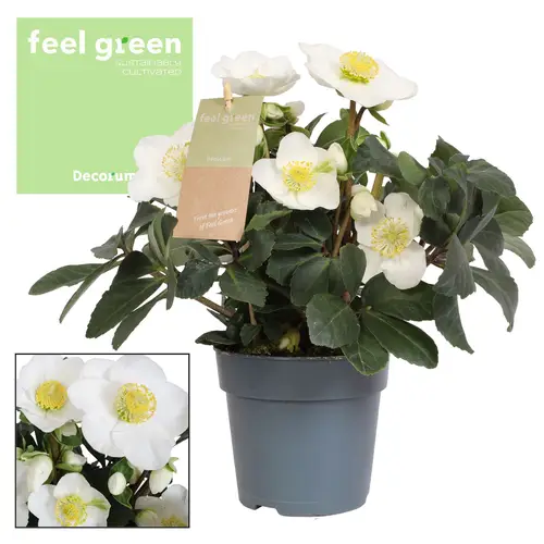 Helleb.Christmas Carol weiss T09 H015