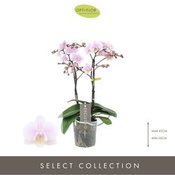 Phal.2-R rosa Yei Exclusivo T12 H45 