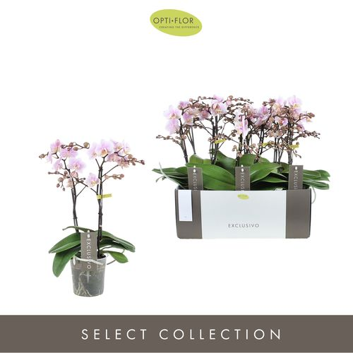 Phal.2-R rosa Yei Exclusivo T12 H45 
