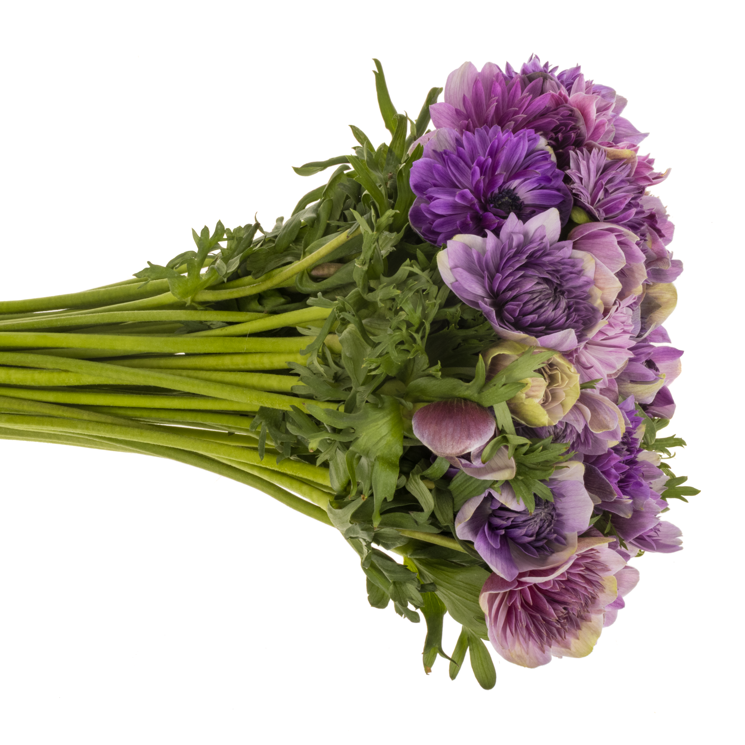 Anemone dunkel lila Fullstar Jeans Israel 35cm x 50