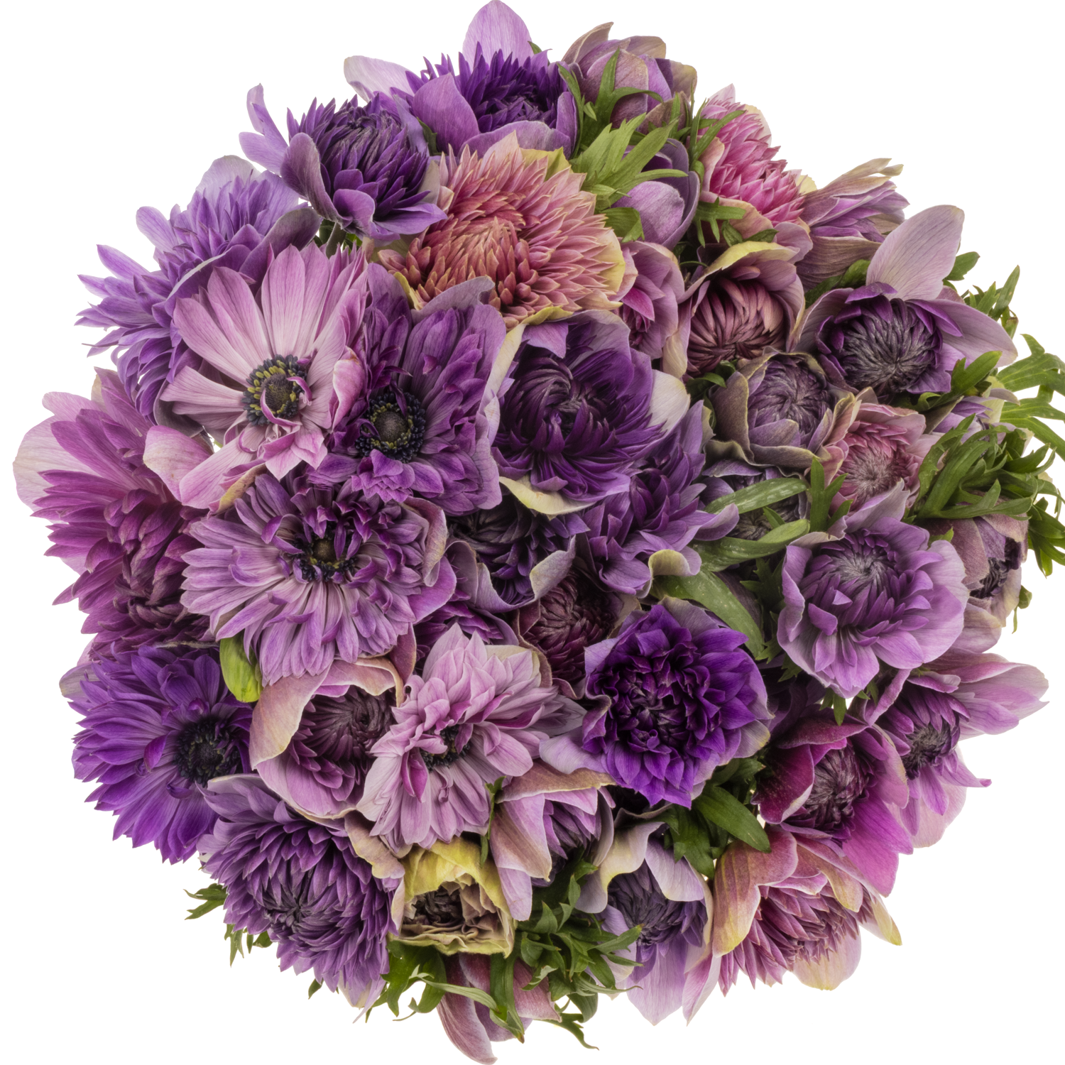 Anemone dunkel lila Fullstar Jeans Israel 35cm x 50