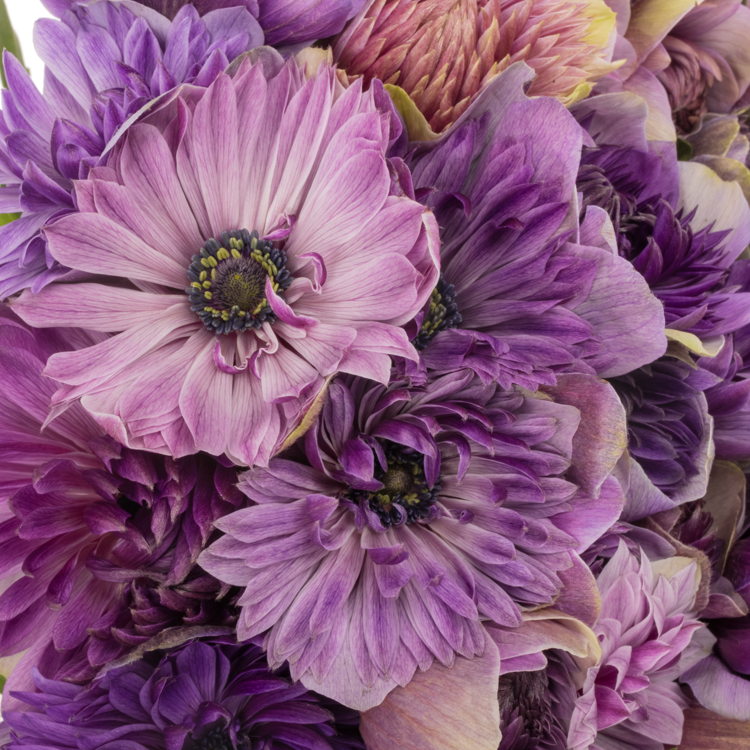 Anemone dunkel lila Fullstar Jeans Israel 35cm x 50